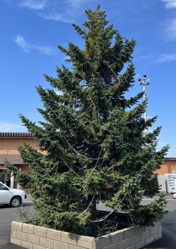 コニファー：アカエゾマツ（ピセア・グレニー）4-5号ポット