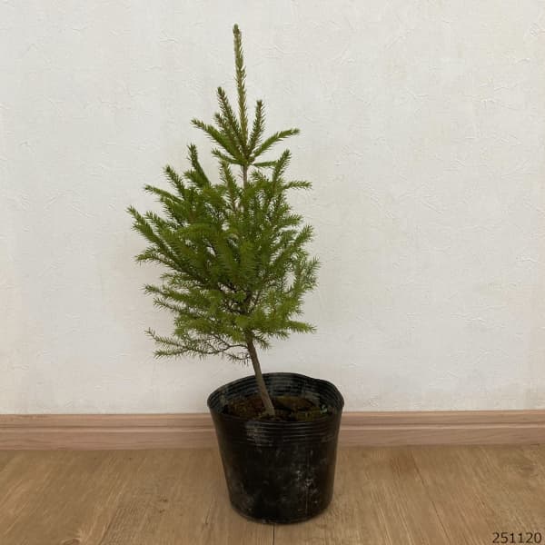 コニファー：アカエゾマツ（ピセア・グレニー）4-5号ポット