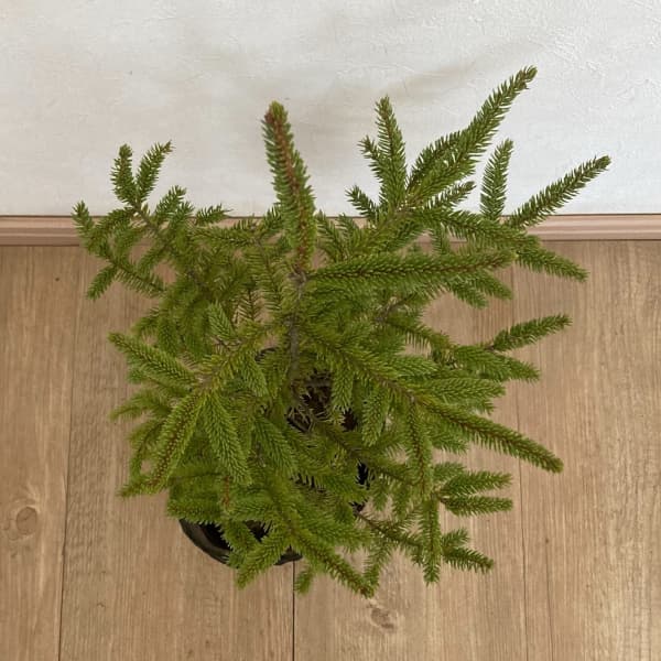 コニファー：アカエゾマツ（ピセア・グレニー）4-5号ポット