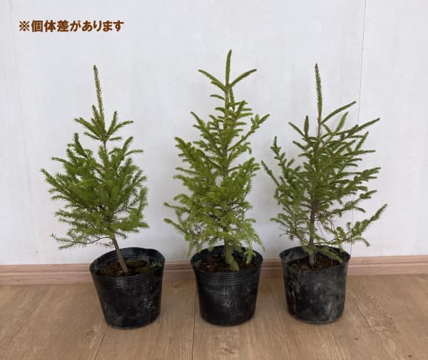 コニファー：アカエゾマツ（ピセア・グレニー）4-5号ポット