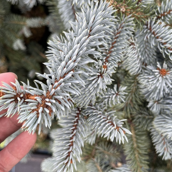 ピセアプンゲンス（プンゲンストウヒ）：モヘミー7号ポット樹高40cm