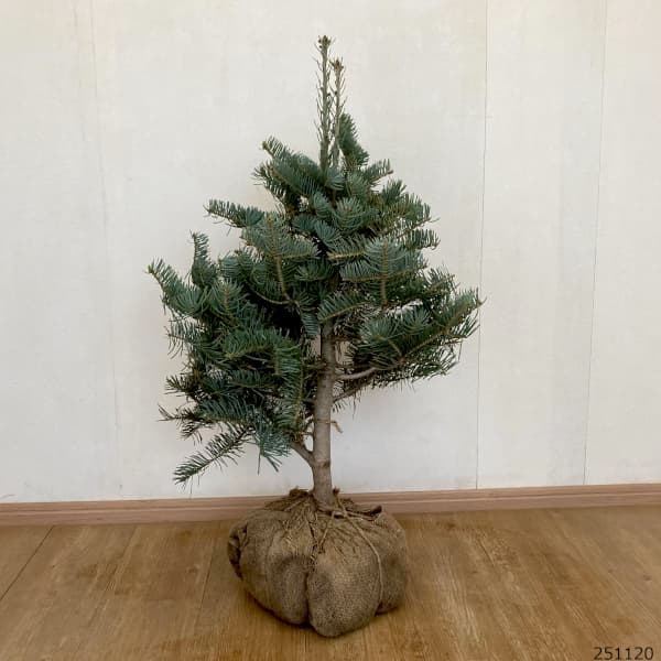 コロラドモミ：バイオレシア樹高60cm根巻き