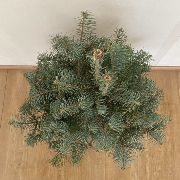 コロラドモミ：バイオレシア樹高60cm根巻き