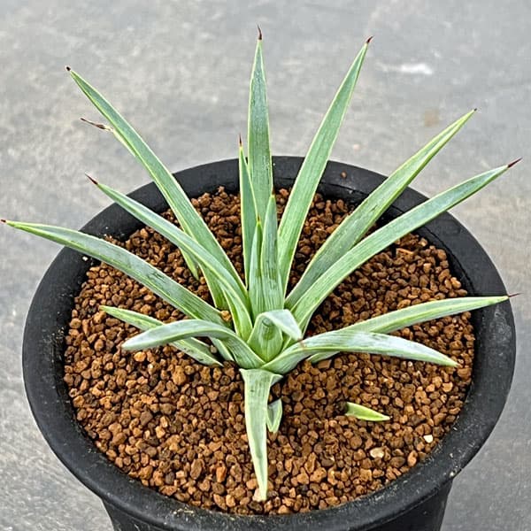 アガベ:ストリクタ(吹上・ふきあげ)3号鉢植え