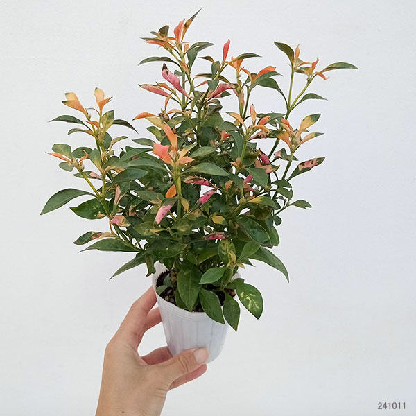 アテルナンセラ：須磨2.5号ロングポット