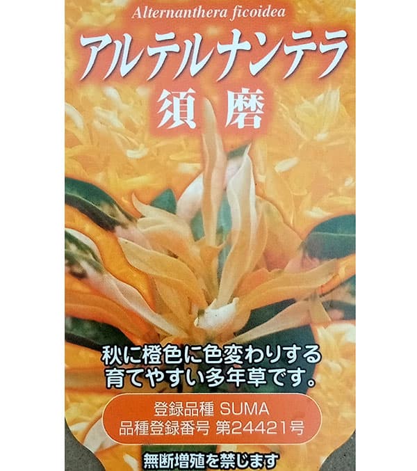 アテルナンセラ：須磨2.5号ロングポット