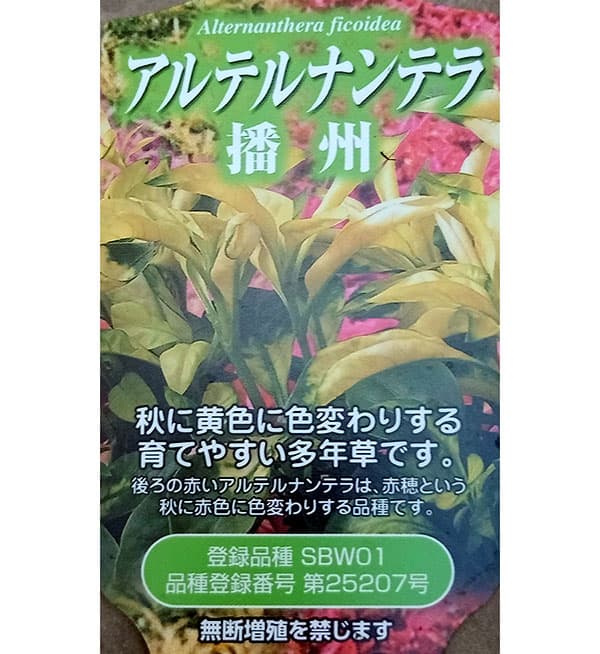アルテルナンセラ:播州2.5号ロングポット