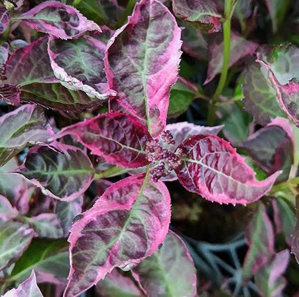 ヤマアジサイ：陽炎（カゲロウ）ブルー7号鉢植え