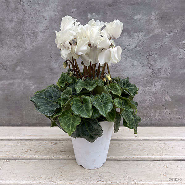 シクラメン i>Cyclamen persicum Mill.</i><BR><BR>八重咲きシクラメン<BR