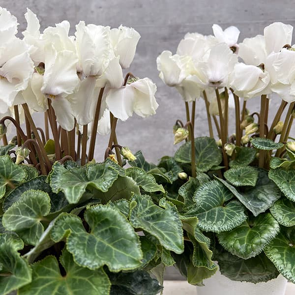 園芸ネット本店｜シクラメン：ミニエッグウェーブ4号鉢植え の通販【公式】