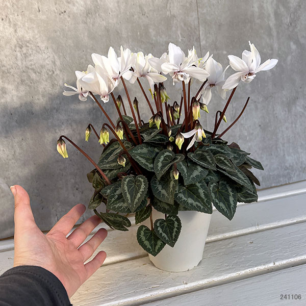 園芸ネット本店｜シクラメン：スクリュースター クリスタルホワイト