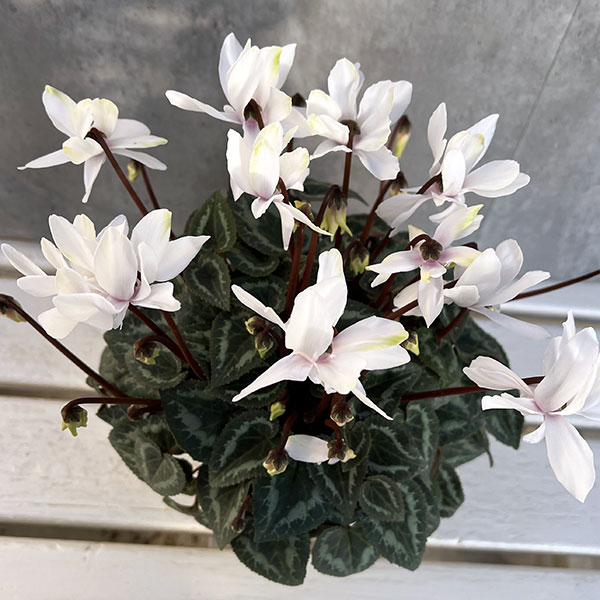 シクラメン 03.2160.4047/01.M2160 シルバー ZENITH（ゼニス）エルプリメロ クロノ