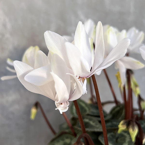 園芸ネット本店｜シクラメン：スクリュースター クリスタルホワイト