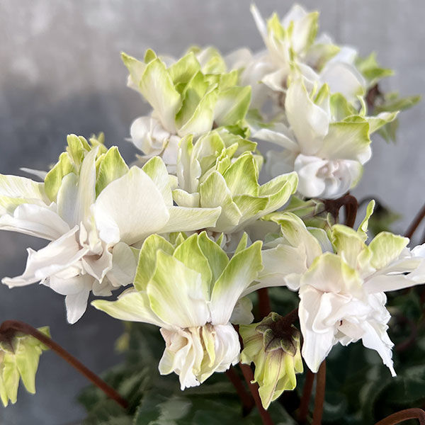 stone  96ss グリーンエッジ THE CLOCK HOUSE ザ・クロックハウス エッジ ソーラー クロノグラフ