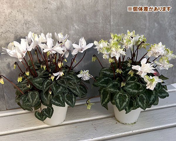 園芸ネット本店｜シクラメン：スクリュースター クリスタルホワイト