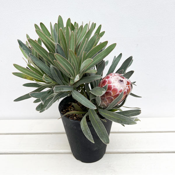 プロテア:ジュリエット 5号鉢植え*