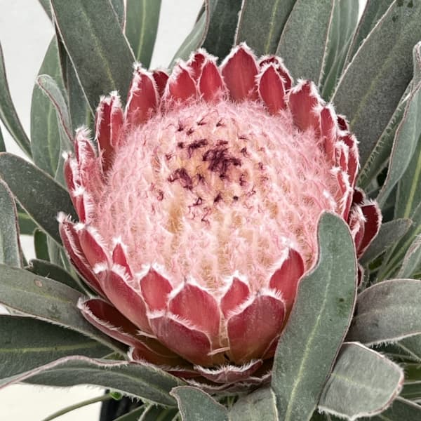 プロテアジュリエット 10F！！！ プロテア 『ジュリエット』 オーストラリアンプランツ 【A】 | すべて
