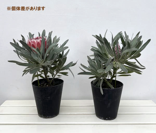 boelen　プロテア　ジュリエット　10号 boelen プロテア ジュリエット 10号 boelen様専用 プロテア