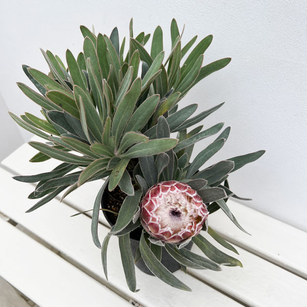 プロテア:ジュリエット 5号鉢植え*