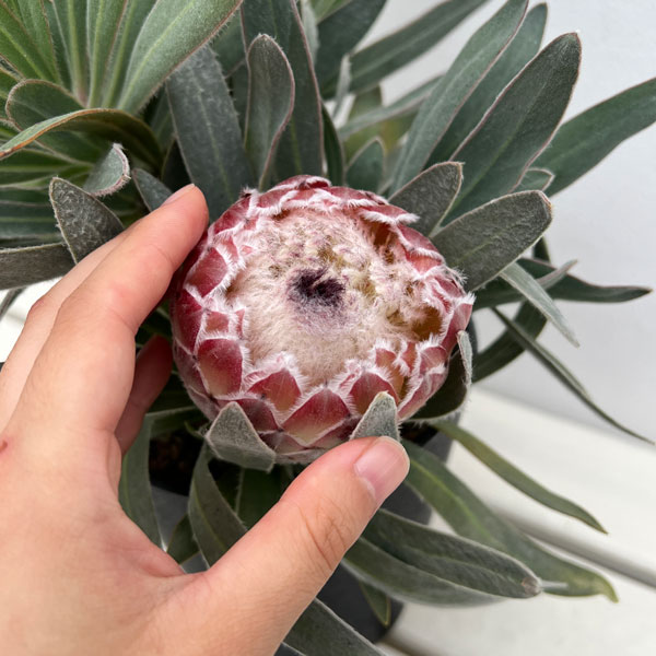 プロテア:ジュリエット 5号鉢植え*