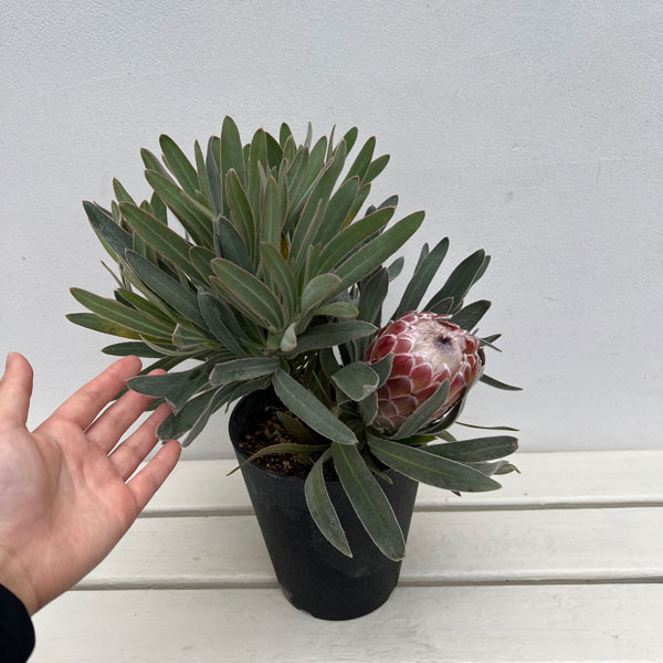 プロテア:ジュリエット 5号鉢植え*