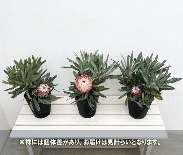 プロテア:ジュリエット 5号鉢植え*