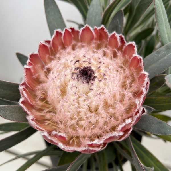 プロテア:ジュリエット 5号鉢植え*