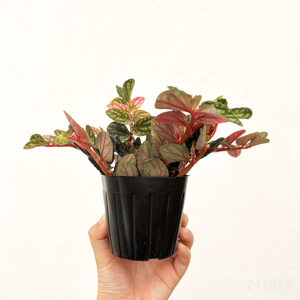 ペリオニア 3号ポット