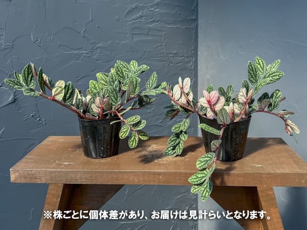 ペリオニア　3号ポット