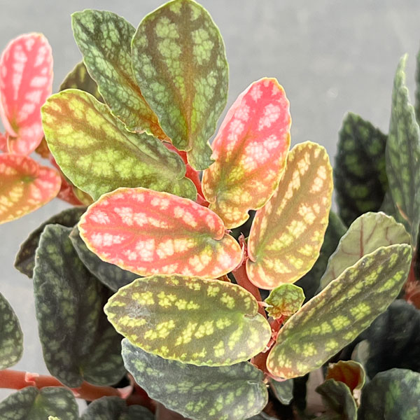 ペリオニア 3号ポット