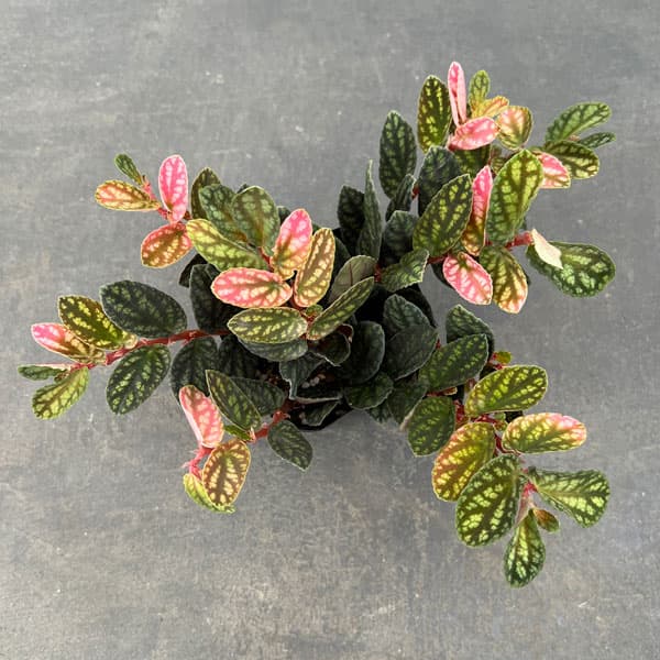 ペリオニア 3号ポット