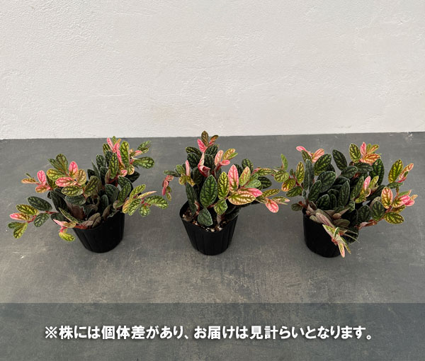 ペリオニア 3号ポット