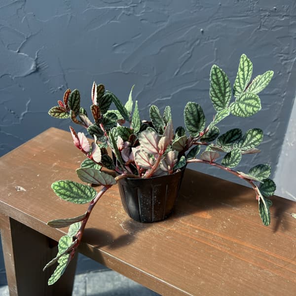 ペリオニア　3号ポット