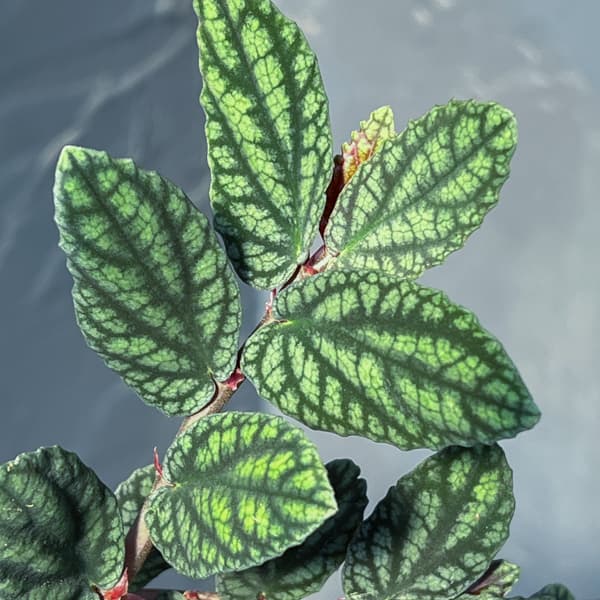 ペリオニア　3号ポット