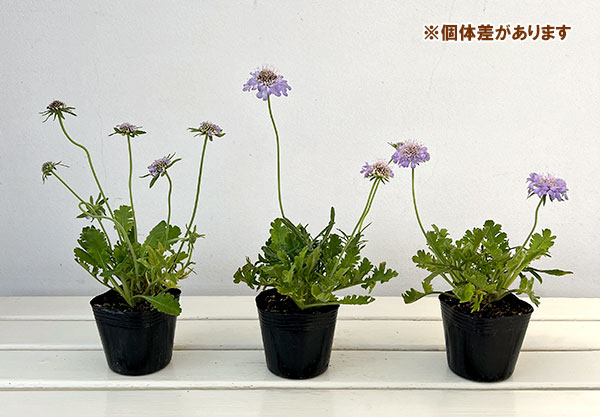 コンパクトスカビオサ:クドブルー3号ポット