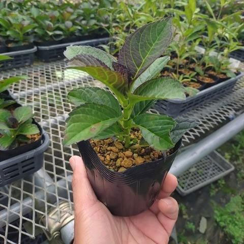 アジサイ：アフターミッドナイト4号ポット