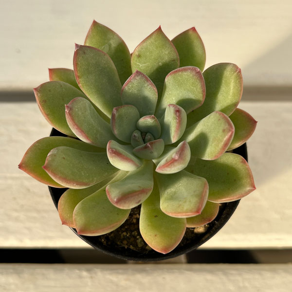 園芸ネット本店｜エケベリア：チャビィーリップス 2.5号ポット** の