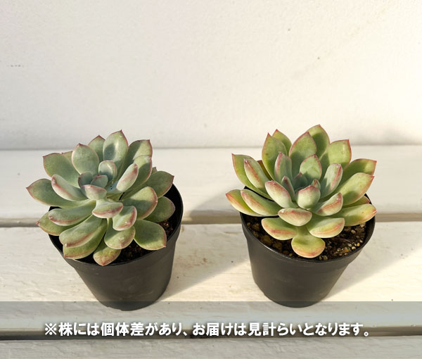 園芸ネット本店｜エケベリア：チャビィーリップス 2.5号ポット** の