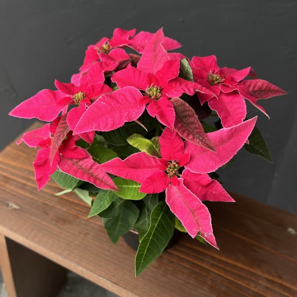 プリンセチア：ルージュ3.5号鉢植え*