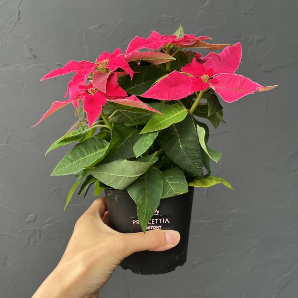プリンセチア：ルージュ3.5号鉢植え*