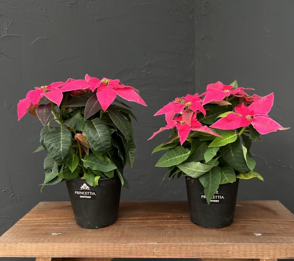 プリンセチア：ルージュ3.5号鉢植え*