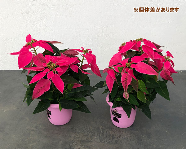 プリンセチア:ルージュ3.5号鉢植え*