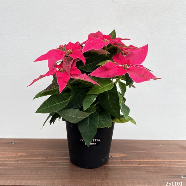 プリンセチア：ルージュ3.5号鉢植え*