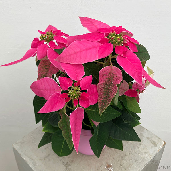 プリンセチア:ホットピンク3.5号鉢植え*
