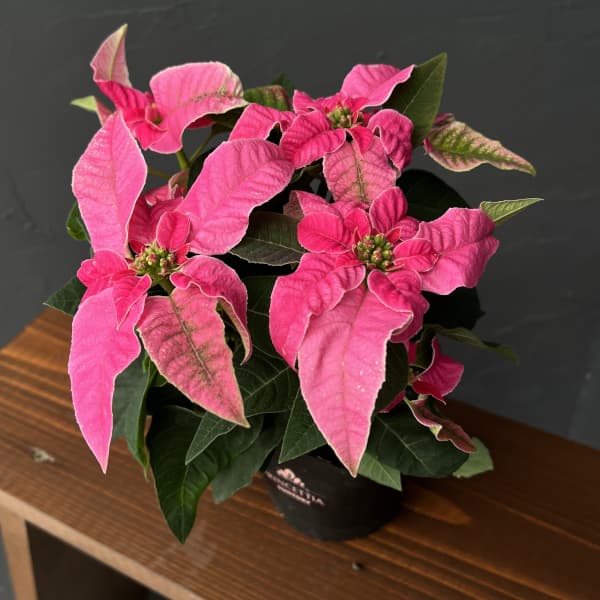 プリンセチア：ホットピンク3.5号鉢植え*