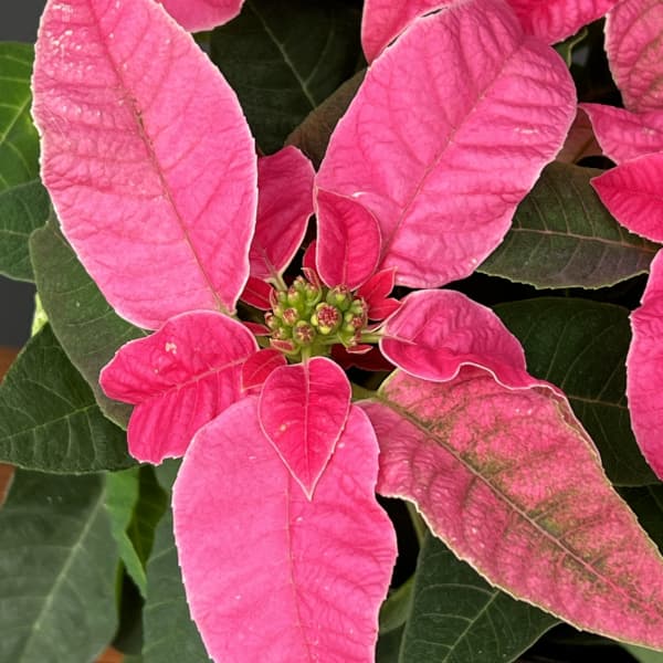 プリンセチア：ホットピンク3.5号鉢植え*