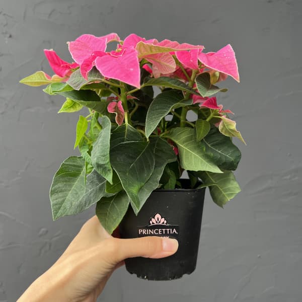 プリンセチア：ホットピンク3.5号鉢植え*