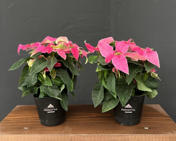 プリンセチア：ホットピンク3.5号鉢植え*