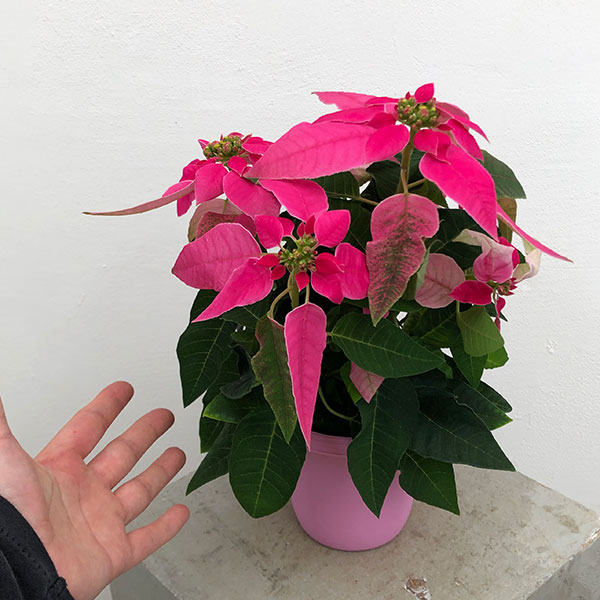 プリンセチア:ホットピンク3.5号鉢植え*