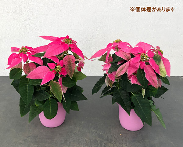 プリンセチア:ホットピンク3.5号鉢植え*